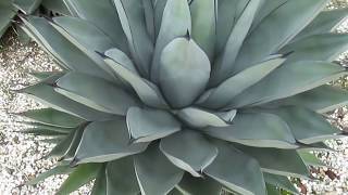 AGAVE GALLERY Sharkskin Agave Agave nigra Very cold hardy [upl. by Cirilo]