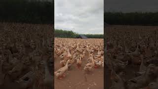 Ducks running in the field have just finished eating duckfarm duckfarmtv villageduck farming [upl. by Auqenat]