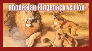 Ridgebacks vs Lions The True Story of LionHunting Dogs [upl. by Suirad]