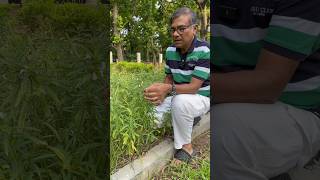 ঔষধি উদ্ভিদ শ্বেতদ্রোণ বা দন্দকলস। [upl. by Palestine320]