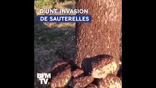 En Sardaigne 2000 hectares de champs détruits par des sauterelles [upl. by Aron998]