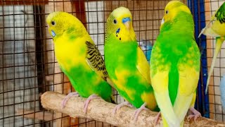 11 hour Budgie Sounds for your Lonely Budgies and Birds [upl. by Nielson]