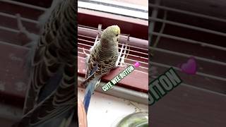 cute disabled babybudgie will NOT let you help him Hes too proud 👏🏽 birdlovers subscribehere [upl. by Ebarta]