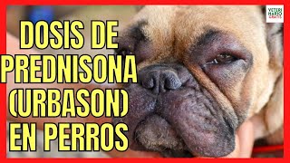 🔔 DOSIS DE PREDNISONA URBASON EN PERROS 🔔 CON DERMATITIS Y PICADURAS DE INSECTOS [upl. by Idnahk]