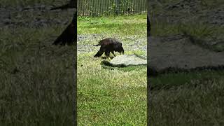 メダルを見失うよ💖フォークランドカラカラ★ディアちゃん★Striated Caracara★ [upl. by Macegan]