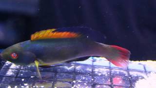 Pacific East Aquaculture Male Scotts Fairy Wrasse SPECIAL [upl. by Broderick]