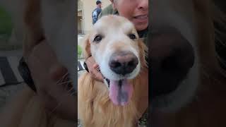 Golden Retriever with Laryngeal Paralysis [upl. by Mercorr]