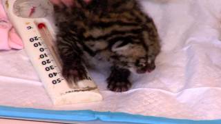 2 Week Old Ocelot Kitten  Cincinnati Zoo [upl. by Blight]