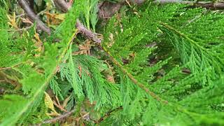 Growing Incense Cedar in the Southeast calocedrus decurrens [upl. by Ofilia]