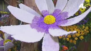 Volunteers add the finishing touches to Rose Parade floats [upl. by Fernandina]