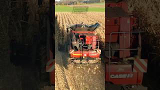 Case combine cornharvest agrarvideosschwaben [upl. by Den332]