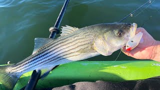 More Northshore Striped Bass 11824 Fall Run Fishing [upl. by Nylaf]