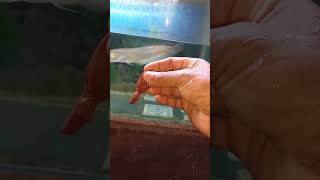 Arowana feeding chicken liverMy silver arowana Feeding malayalam [upl. by Breena]