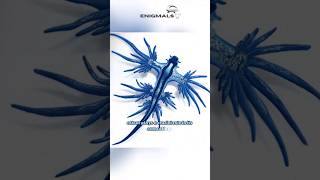 Glaucus Atlanticus  The Beautiful but Dangerous Blue Dragon [upl. by Sancho]