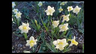 Daffodils at Frelinghuysen Arboretum New Jersey April 10 2023 [upl. by Laikeze]