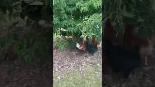 Chickens scampering chicken funny cute [upl. by Chadbourne]