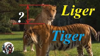 How big Liger is compare to lion and tiger [upl. by Akenihs]