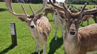 Visiting the deer park at Havering Romford [upl. by Welford]