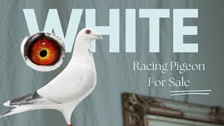 Top Quality White Racing Pigeon For Sale In Herbots Pigeons Auction [upl. by Esilahs946]