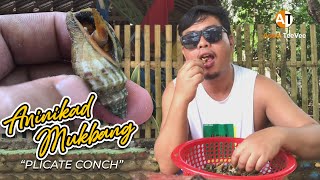 Aninikad Mukbang  PLICATE CONCH [upl. by Ecreip]