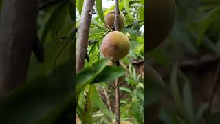 peachesපීචස් Natureislife678 food fruit viralvideo trendingshorts trendingshorts Alone [upl. by Yevreh]