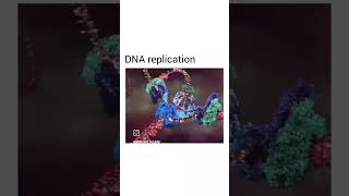 dna replication [upl. by Neira]