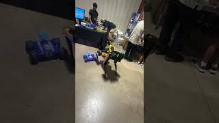 Robo Dog at maker fair [upl. by Milly583]