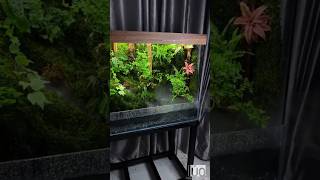 Corner of Ban Mai RainForest terrarium paludarium shorts [upl. by Vaughn858]