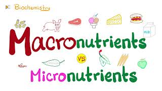 Macronutrients vs Micronutrients…What’s the difference 🤔  Diet amp Nutrition [upl. by Ahserb]