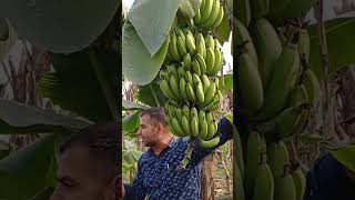 Best fertilizer for banana [upl. by Trinatte860]