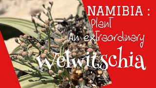 NAMIBIA  Welwitschia  A very extraordinary plant [upl. by Addi57]