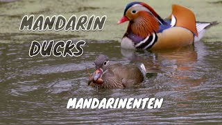 Mandarin Ducks Aix galericulata  Mandarinenten [upl. by Oicnevuj]