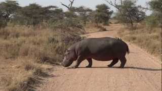 Hippo crossing road at Lemala Ewanjan Camp area  Serengeti  July 2012 [upl. by Nylhsa]