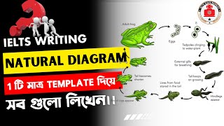 ielts writing task 1 Natural Diagram class bangla।।ielts class banglay bd [upl. by Ohploda]