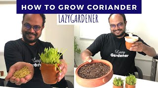 Growing Coriander withme  From seeds  stems [upl. by Foscalina191]