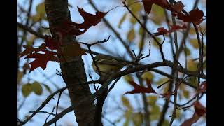 MALE BLUE HEADED VIREOS hormones amp behavior [upl. by Nnylassej]