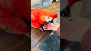 scarlet Macaw ❤️ mashaallah cockatoo shoqtuhoga scarletmacaw bigbirds macaw breederpairs [upl. by Hannan746]