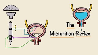 The Micturition Reflex  Bladder Nerve Supply  Renal Physiology [upl. by Esli113]