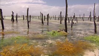 Les pecheuses dalgues de Zanzibar [upl. by Brawner603]