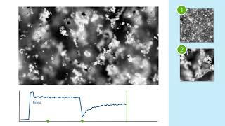 Crystallization Mechanisms Particle Flocculation crystallization [upl. by Halonna]