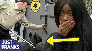 Dog Pound Escape Prank  Just Pranks Original [upl. by Ahselyt]