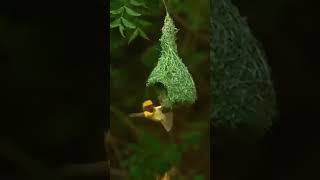 Tailor bird ytyoutubevairaltailent uzmaaamirshaikh786 [upl. by Fasano]