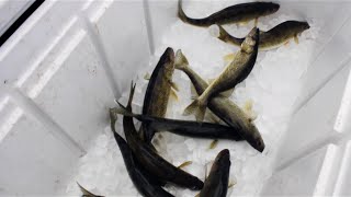 Spring Walleye Fishing Tips  Long Lining  Fremont WI [upl. by Janey901]