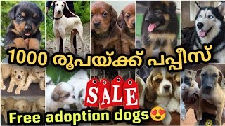 30 😱രൂപ മുതൽ PETS വന്നു🔥🔥 കുറഞ്ഞ വിലയിൽ അടിപൊളി PETS  Free adoption dogs  PETS POINT [upl. by Yart326]