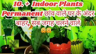 10  Plants☘️छाँव वाले घर के अंदर और बाहर भीpermanent plantsबिना झंझट के चलने वाले पौधे [upl. by Nuoras692]