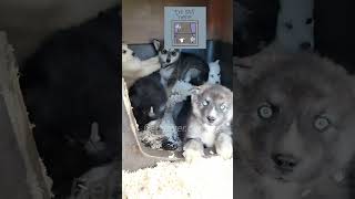 Adorable Alaskan Husky PuppiesA Visual Delight [upl. by Ettezoj]