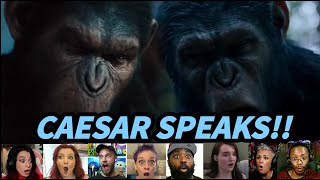 Reactors React To Caesar Speaking in Rise amp Dawn of The Planet of The Apes [upl. by Assitruc]