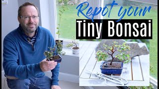 Bonsai care  Pruning and repotting Sageretia Theezans bonsai  healthy Chinese sweet plum [upl. by Oralee591]