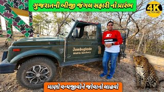 First Time Jungle Safari in Jambughoda Wildlife Sanctuary Zarukho [upl. by Ahsikel780]