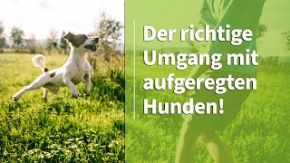 Aufgeregter Hund ➡️ Der richtige Umgang mit aufgeregten Hunden ✔️ [upl. by Tuneberg]